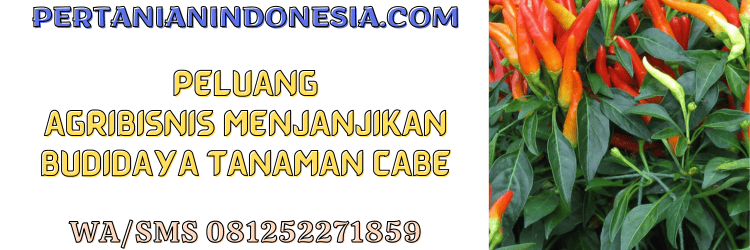 peluang,agribisnis,agrobisnis,budidaya,budidaya cabe,pertanian indonesia